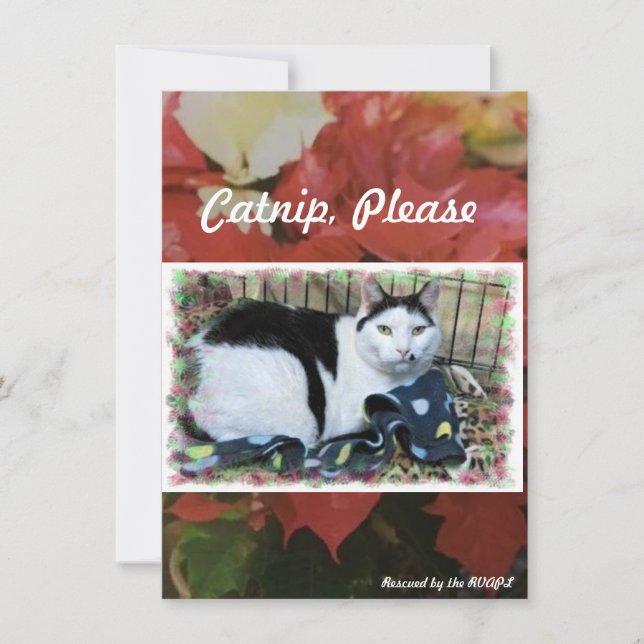 Rescue Cat Holiday Cheer Card (Front)