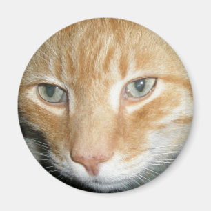 Rescue Cat Magnet