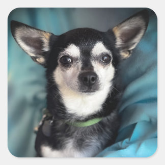 Rescue Dog Chihuahua Classic Square Sticker