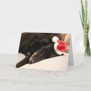 Animal Charity Christmas Cards Zazzle 100 Satisfaction Guaranteed