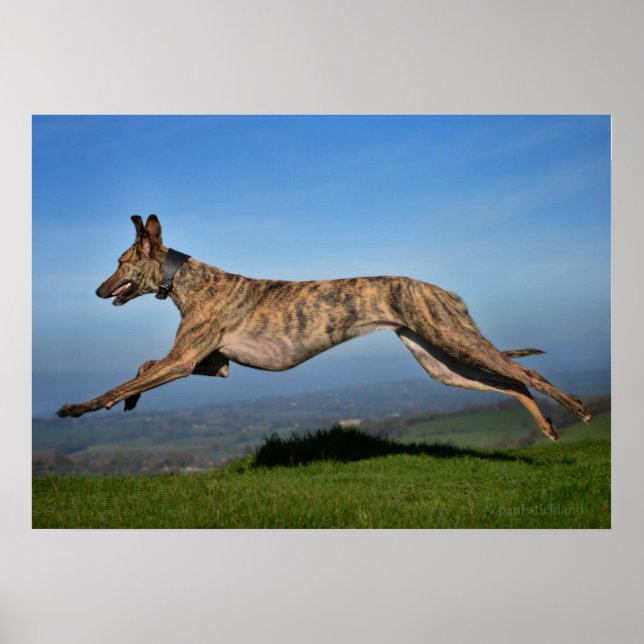 Rescue Dog Greyhound Sighthound Brindled Lurcher Poster (Front)
