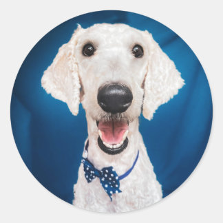 Rescue dog Poodle Classic Round Sticker