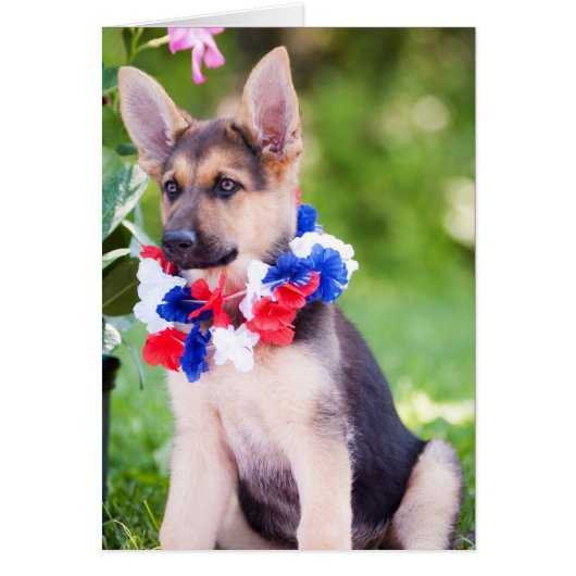 Rescue Dog "Rilie" Cards (Front)