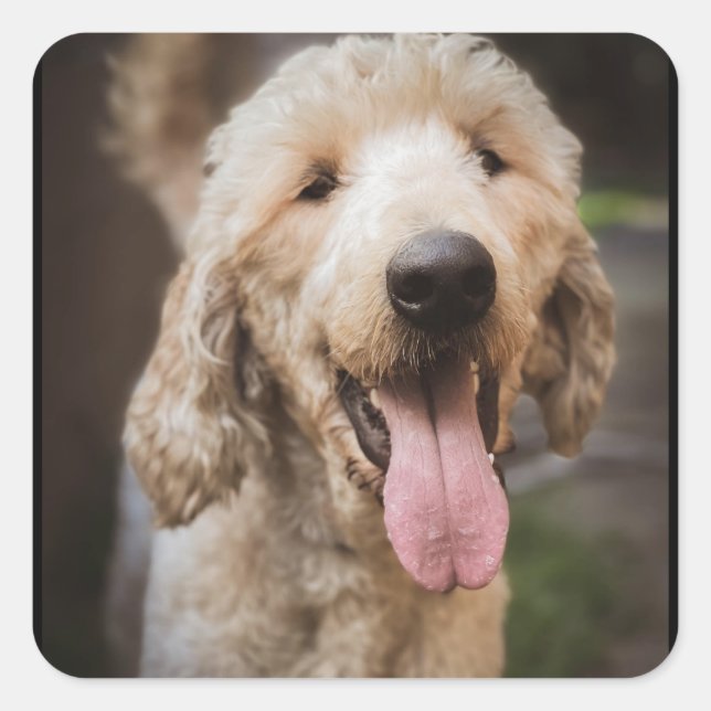 Rescue Dog Standard Poodle Classic Round Sticker (Front)