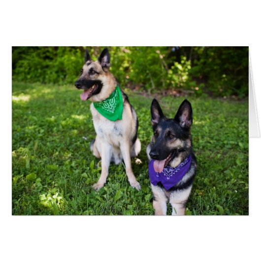 Rescue Dogs "Yerik" and "Dylan" Cards (Front Horizontal)