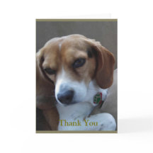 Rescued Beagle "Sunny" Thank You Card