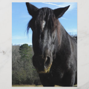 Rescued Black Draft Horse