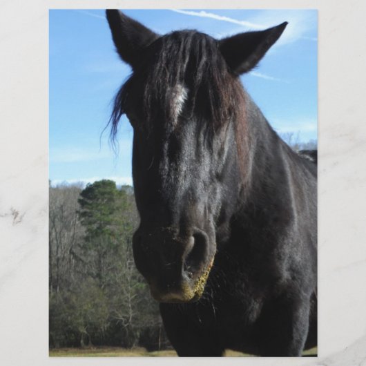 Rescued Black Draft Horse (Front)