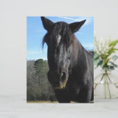 Rescued Black Draft Horse (Standing Front)
