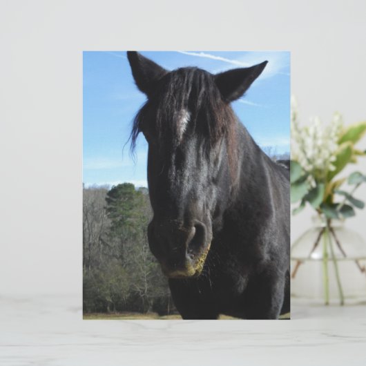 Rescued Black Draft Horse (Standing Front)