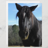 Rescued Black Draft Horse (Front/Back)
