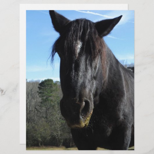 Rescued Black Draft Horse (Front/Back)