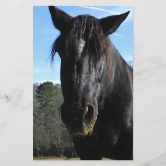 Rescued Black Draft Horse (Front)