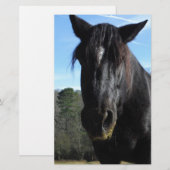 Rescued Black Draft Horse (Front/Back)