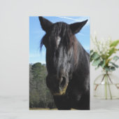 Rescued Black Draft Horse (Standing Front)
