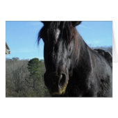 Rescued Black Draft Horse (Front Horizontal)