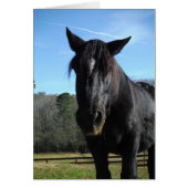 Rescued Black Draft Horse (Front)