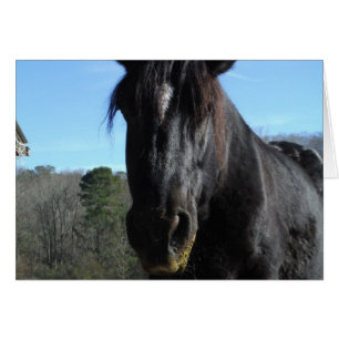 Rescued Black Draft Horse Cards