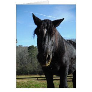 Rescued Black Draft Horse Cards