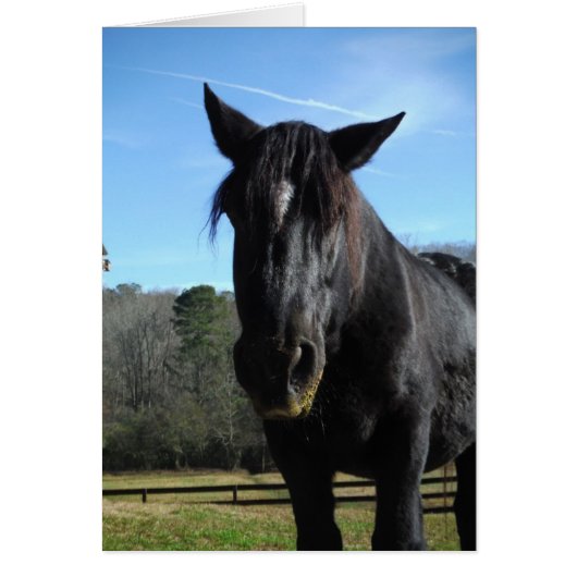 Rescued Black Draft Horse Cards (Front)