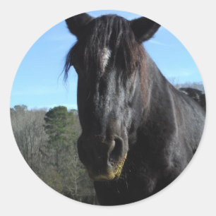 Rescued Black Draft Horse Classic Round Sticker