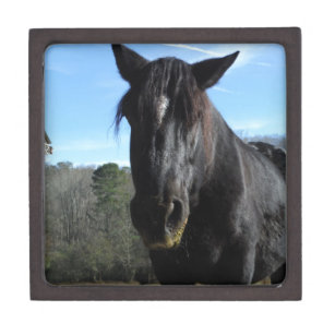 Rescued Black Draft Horse Keepsake Box