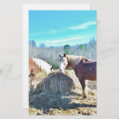 Rescued Draft Horses eating hay (Front/Back)