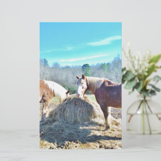 Rescued Draft Horses eating hay (Standing Front)