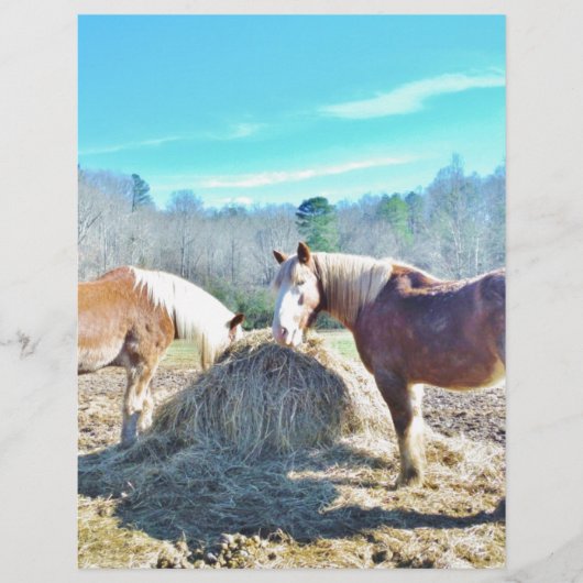 Rescued Draft Horses eating hay (Front)