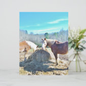 Rescued Draft Horses eating hay (Standing Front)