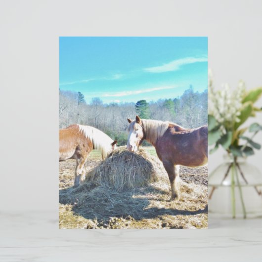 Rescued Draft Horses eating hay (Standing Front)