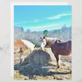 Rescued Draft Horses eating hay (Front/Back)