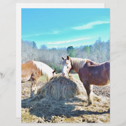 Rescued Draft Horses eating hay (Front/Back)