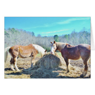 Rescued Draft Horses eating hay