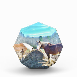 Rescued Draft Horses eating hay Acrylic Award