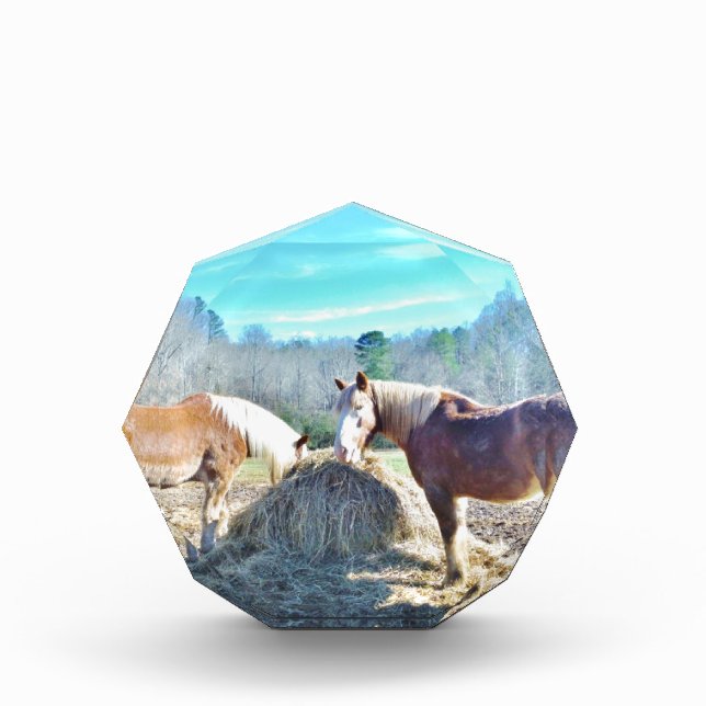 Rescued Draft Horses eating hay Acrylic Award (Front)