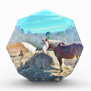 Rescued Draft Horses eating hay Award