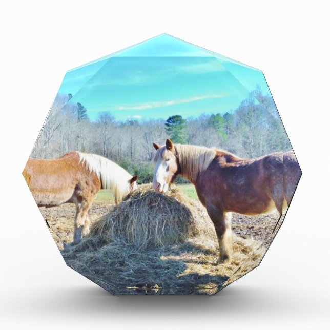 Rescued Draft Horses eating hay Award (Front)