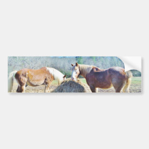 Rescued Draft Horses eating hay Bumper Sticker