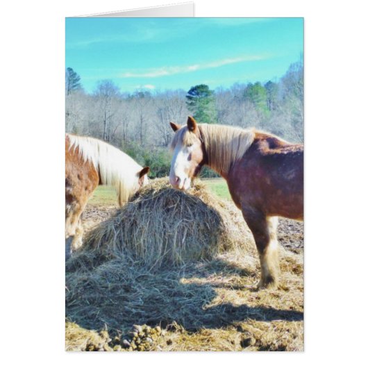 Rescued Draft Horses eating hay Cards (Front)