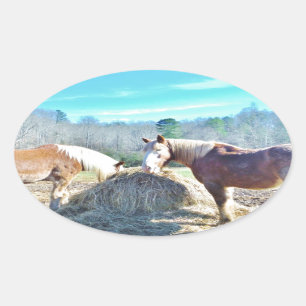Rescued Draft Horses eating hay Oval Sticker