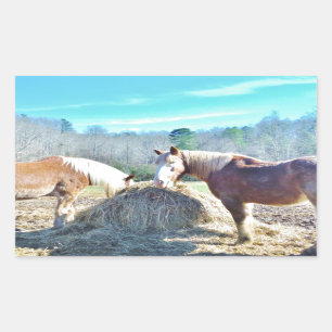 Rescued Draft Horses eating hay Rectangular Sticker