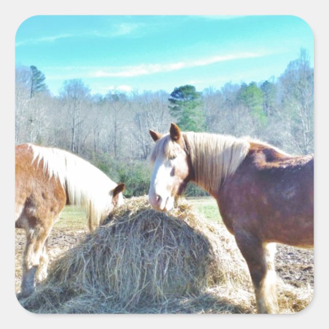 Rescued Draft Horses eating hay Square Sticker (Front)