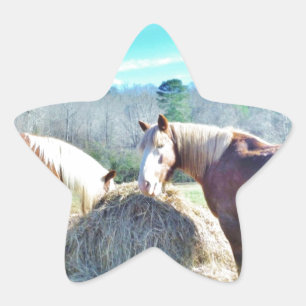Rescued Draft Horses eating hay Star Sticker