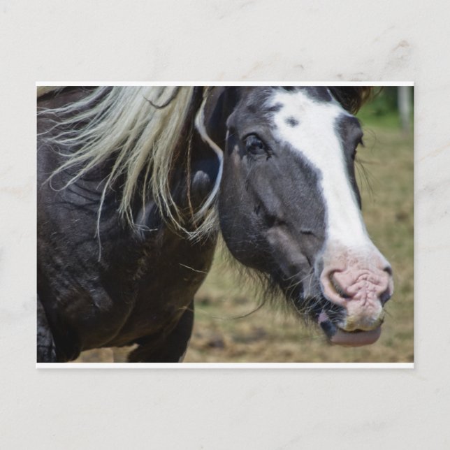 RESCUED HORSE POSTCARD (Front)