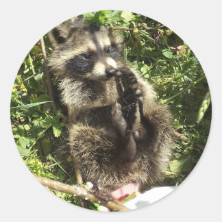 Rescued & Rehabilitated Raccoon Baby Classic Round Sticker