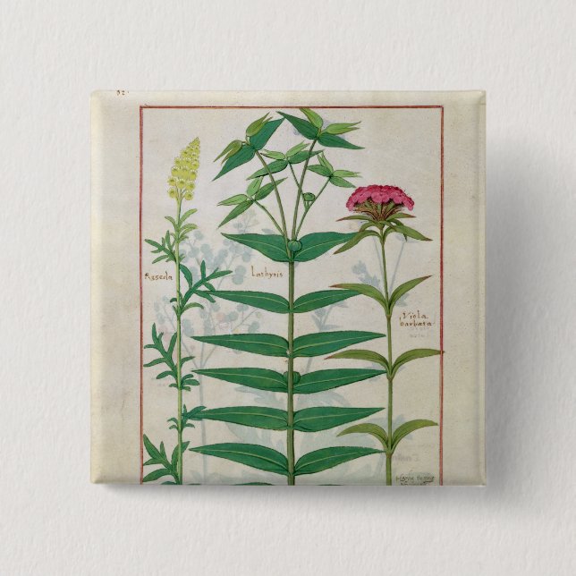 Reseda, Euphorbia and Dianthus Pinback Button (Front)