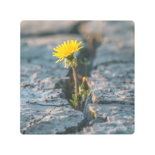 Resilient Dandelion 8x8 Square Canvas Print