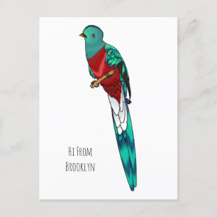 Resplendent quetzal bird cartoon illustration  postcard