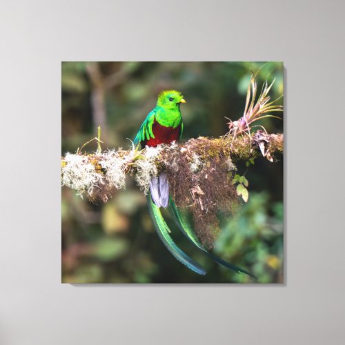 Resplendent Quetzal in the Cloud Forest Canvas Print